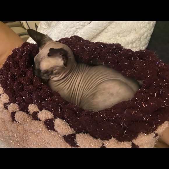 Pet bed - Picture 3 of 7